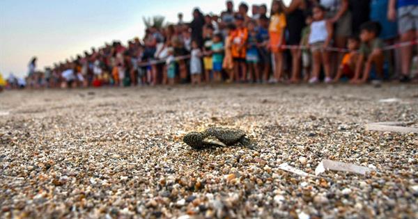 DAÜ SAGM, Deniz Kaplumbağalarının Yaz Sezonu Yavru Salımı İle İlgili Açıklamalarda Bulundu